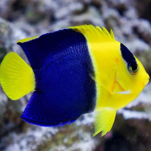 ORIOLE / BICOLOR ANGEL - 25.07 - BLUE CORAL FISH TRADING L.L.C