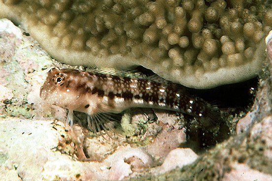 PINK AND BLUE GOBY - BLUE CORAL FISH TRADING L.L.C