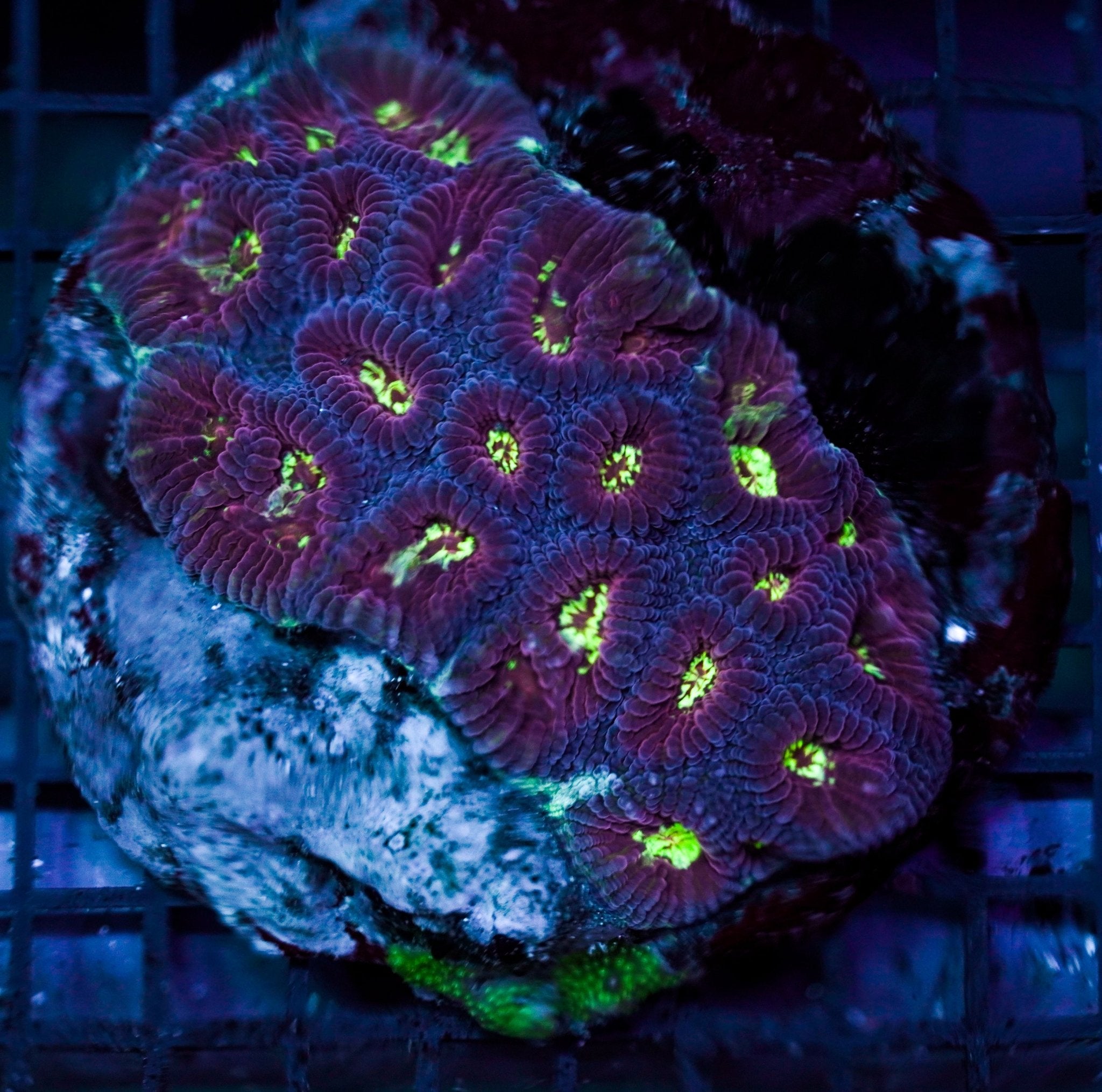 Pinneapple Coral MASTER Cultured - BLUE CORAL FISH TRADING L.L.C