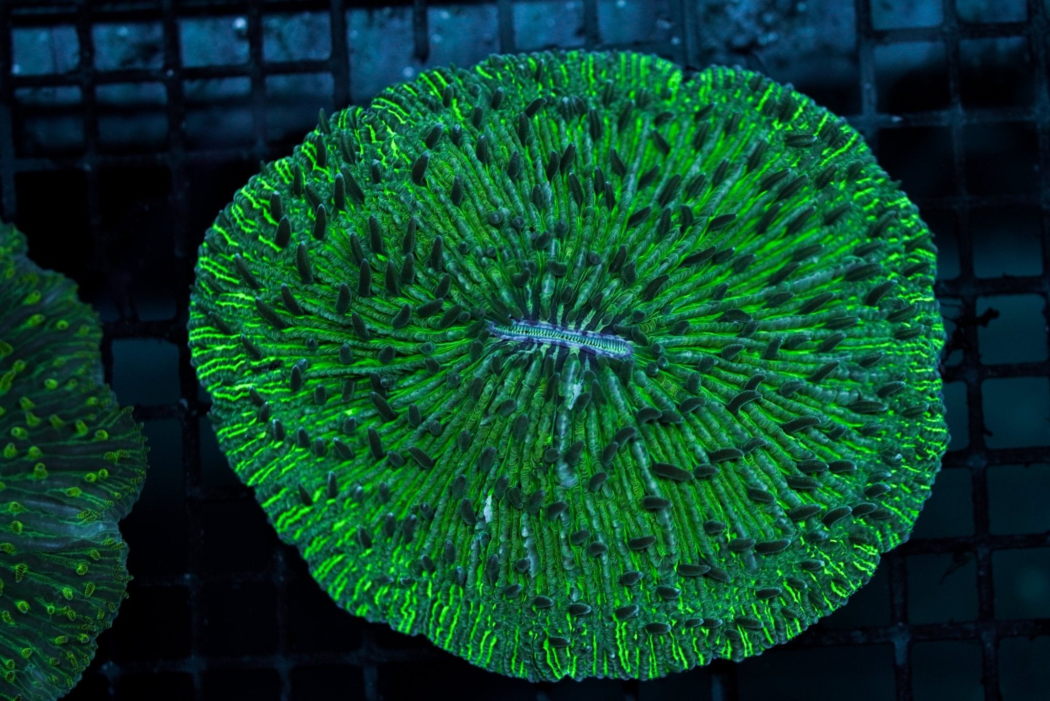 Plate Coral Rough Green NEON - BLUE CORAL FISH TRADING L.L.C