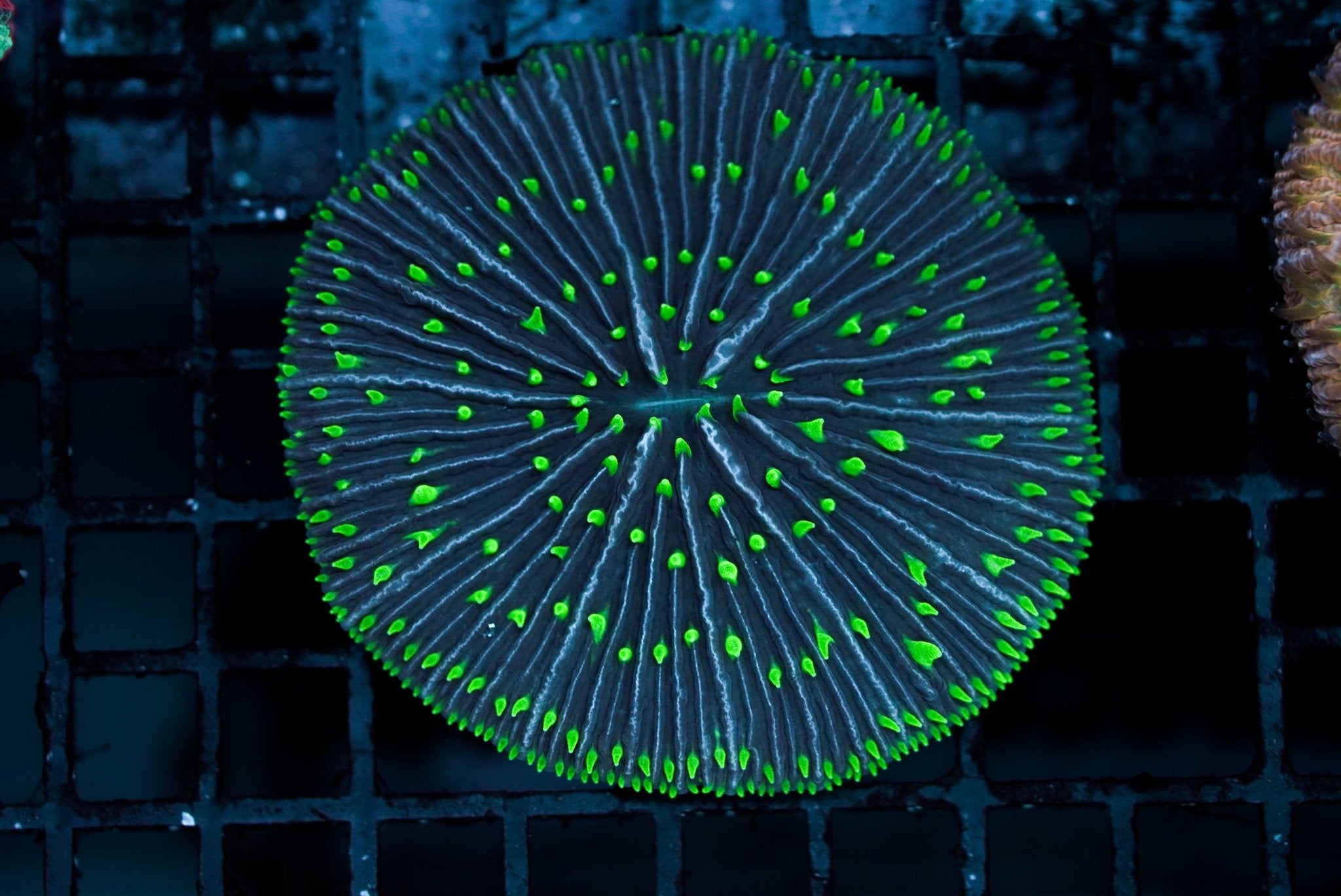 Plate Coral Smooth Green NEON - BLUE CORAL FISH TRADING L.L.C