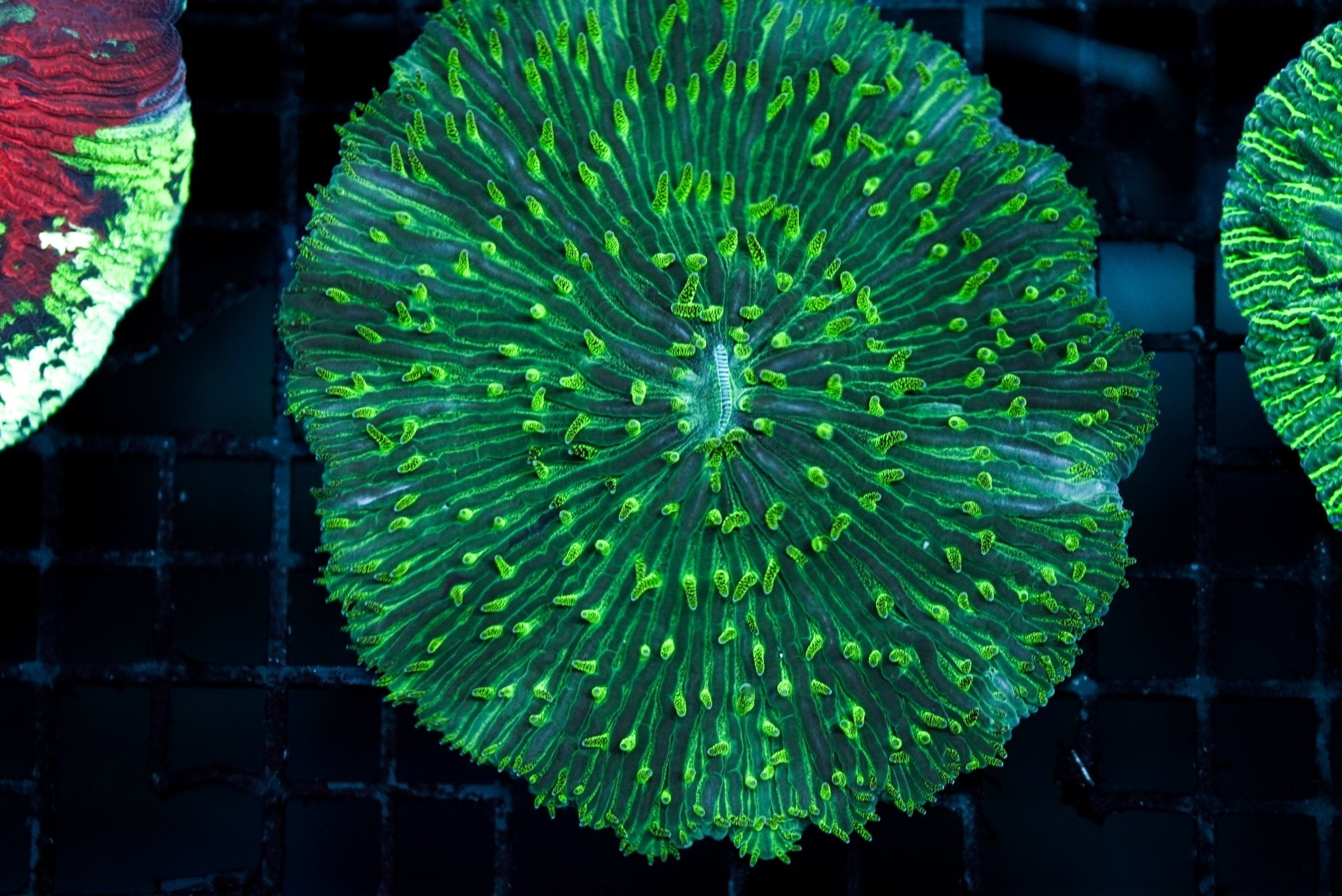 Plate Coral Smooth Green NEON - BLUE CORAL FISH TRADING L.L.C