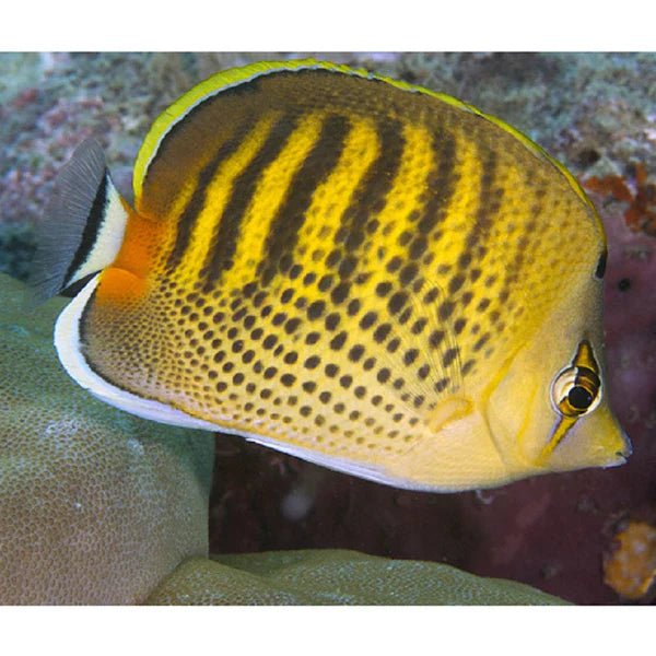 PUNCTATO BUTTERFLY - BLUE CORAL FISH TRADING L.L.C