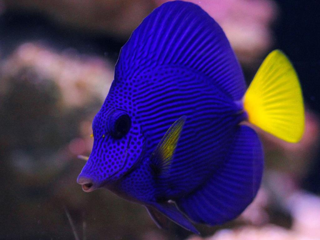 Purple Tang - BLUE CORAL FISH TRADING L.L.C