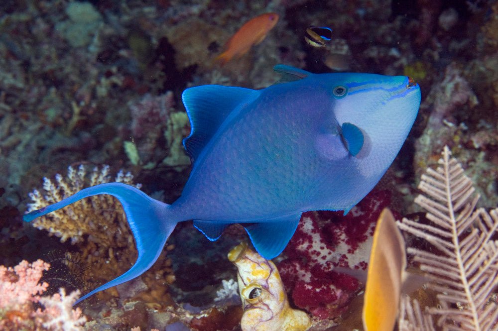 QUEEN/RED TOOTH TRIGGER - BLUE CORAL FISH TRADING L.L.C