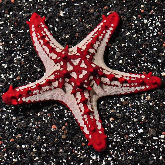 Red nobed Star Fish - BLUE CORAL FISH TRADING L.L.C