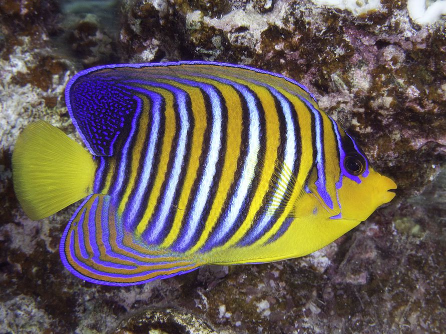 Regal Angelfish - BLUE CORAL FISH TRADING L.L.C