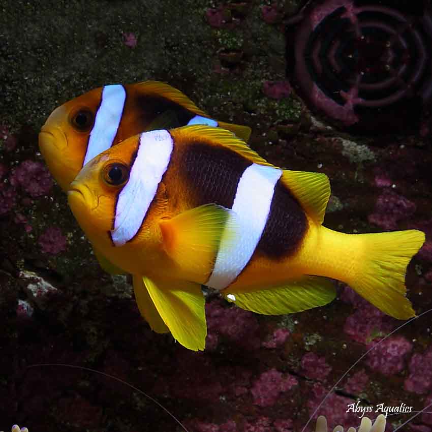 SABAE / AFRICAN CLOWN - BLUE CORAL FISH TRADING L.L.C