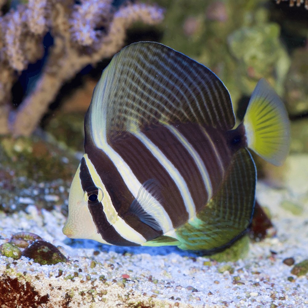 SAILFIN TANG - S - 25.07 - BLUE CORAL FISH TRADING L.L.C