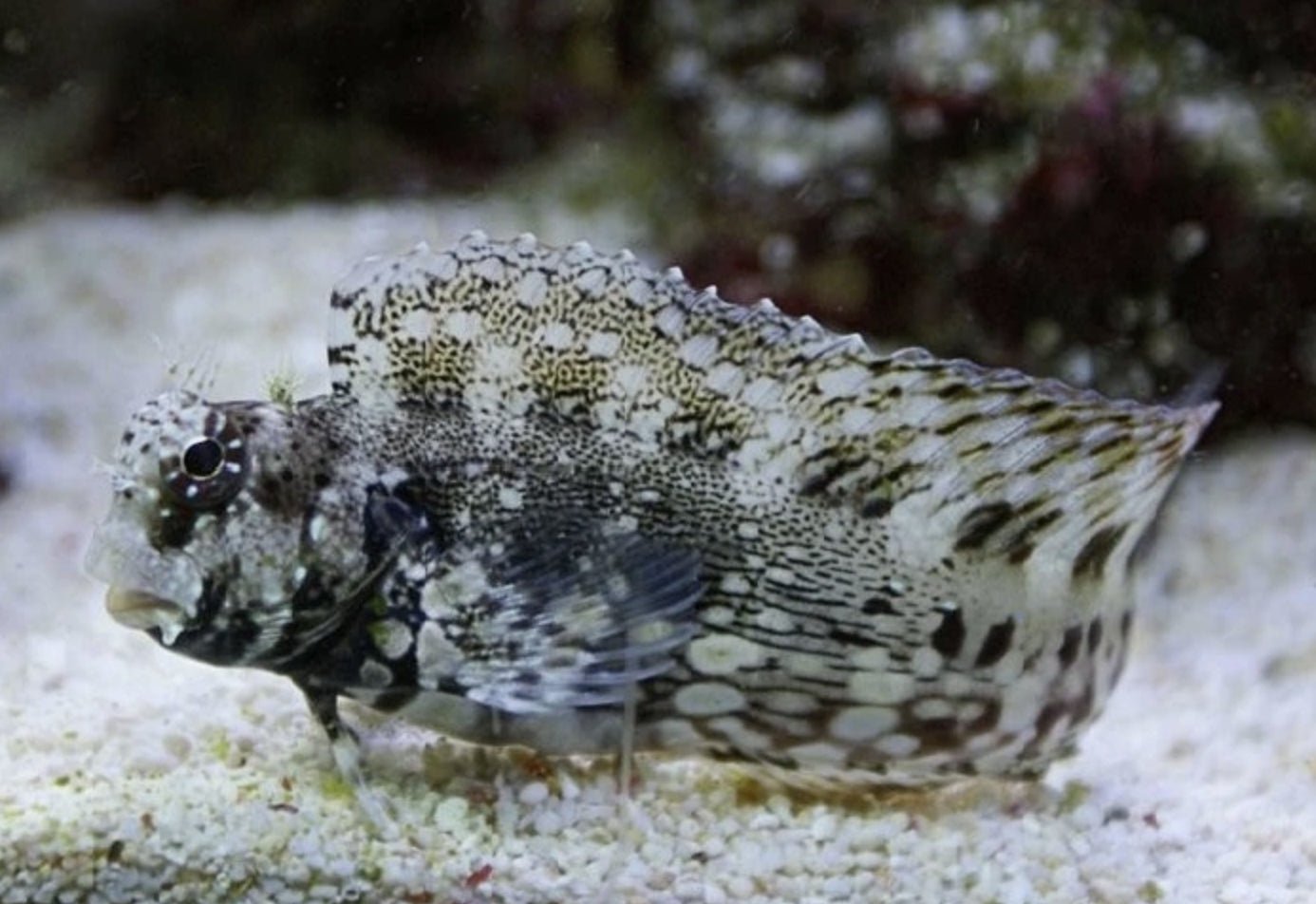 SALARIAS GOBY - 25.07 - BLUE CORAL FISH TRADING L.L.C