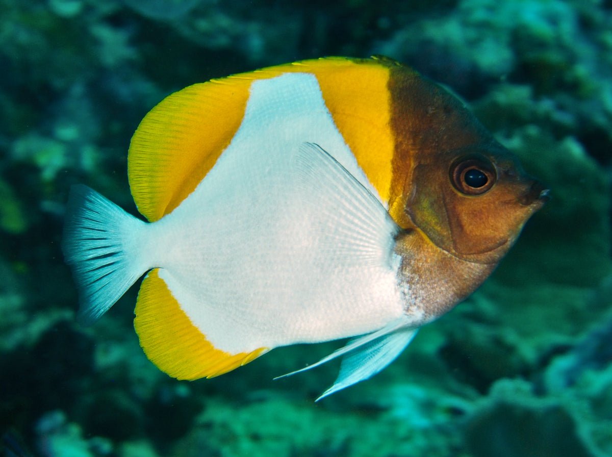 SHY/DIAMOND BUTTERFLY - BLUE CORAL FISH TRADING L.L.C