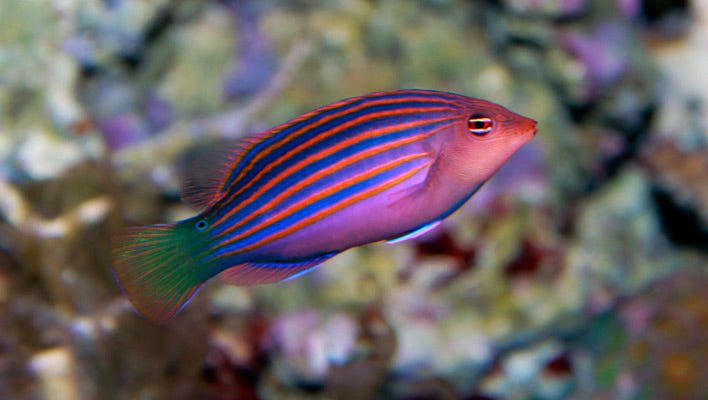 SIX LINE WRASSE - 30.08 - BLUE CORAL FISH TRADING L.L.C