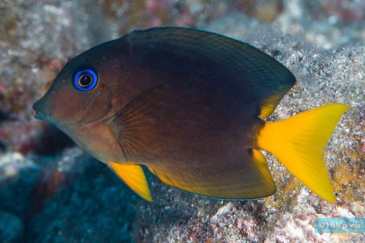 SPOT CHEECKED SURGEON/BLUE EYE TANG - 30.08 - BLUE CORAL FISH TRADING L.L.C