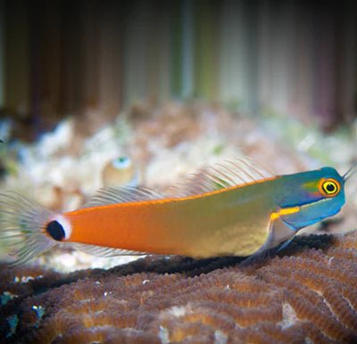 TAIL SPOT BLENNY - BLUE CORAL FISH TRADING L.L.C