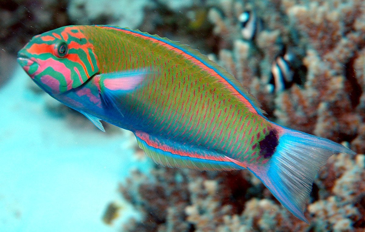 THALASOMA WRASSE - 25.07 (Copy) - BLUE CORAL FISH TRADING L.L.C