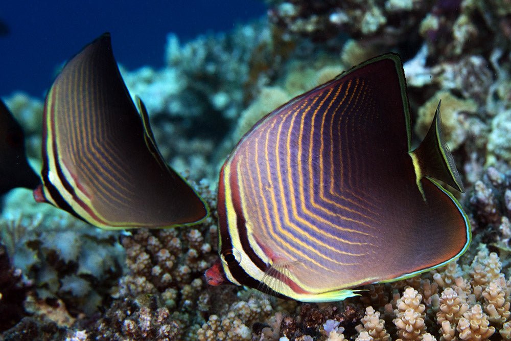 TRIANGULAR BUTTERFLY - BLUE CORAL FISH TRADING L.L.C