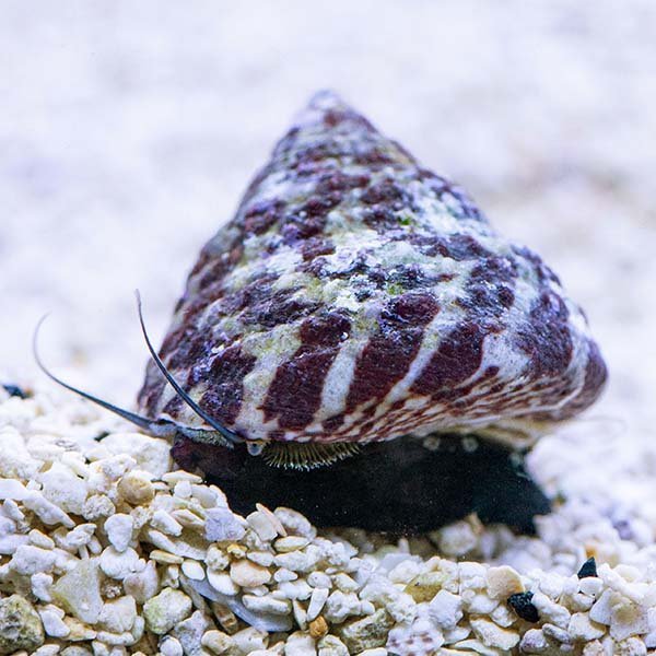 Turban Cats Eye Snail's Assorted - BLUE CORAL FISH TRADING L.L.C