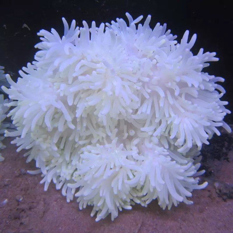 WHITE FLAT ANEMONE - Purple tip - 25.07 - BLUE CORAL FISH TRADING L.L.C