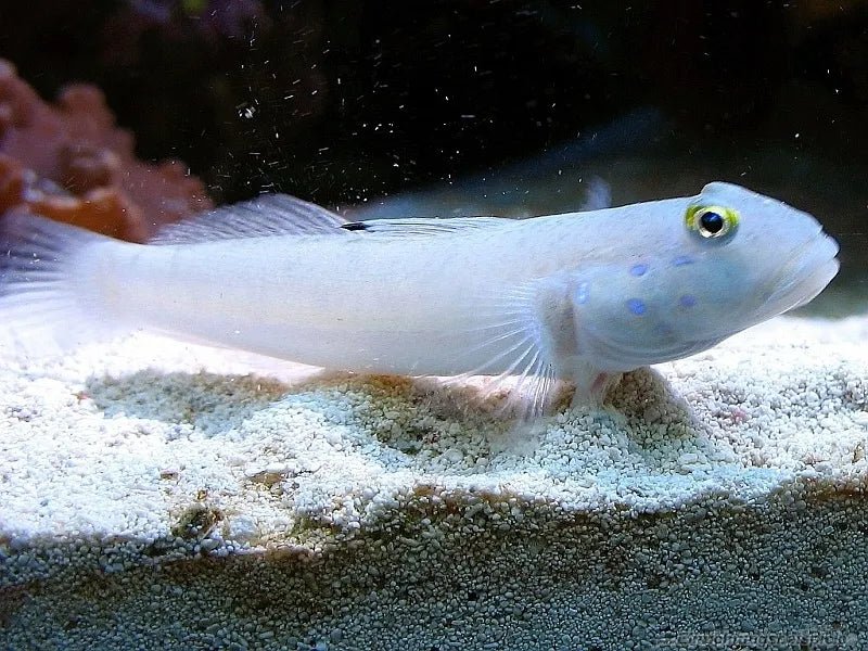 WHITE GOBY - Philippine - BLUE CORAL FISH TRADING L.L.C