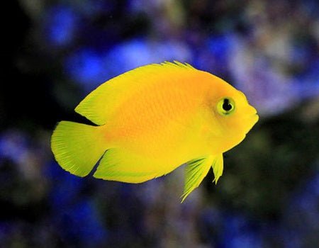 YELLOW ANGEL - 25.07 - BLUE CORAL FISH TRADING L.L.C