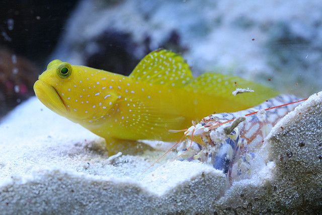 YELLOW DOTTED GOBY - 25.07 - BLUE CORAL FISH TRADING L.L.C