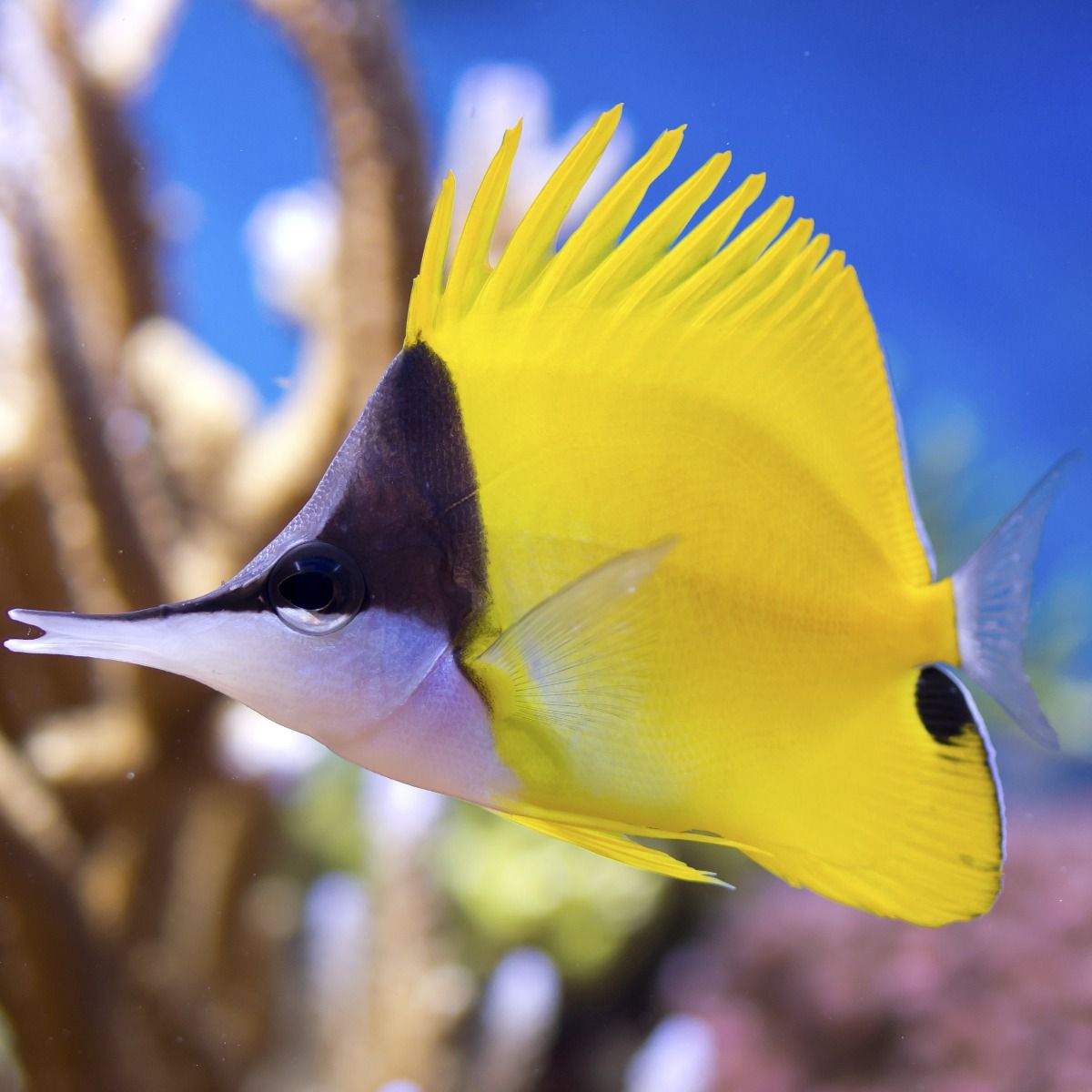 YELLOW LONG NOSE - BLUE CORAL FISH TRADING L.L.C