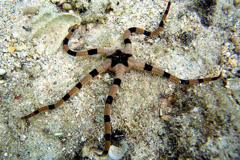 Zebra Brittle Star - AlgaeEater - BLUE CORAL FISH TRADING L.L.C