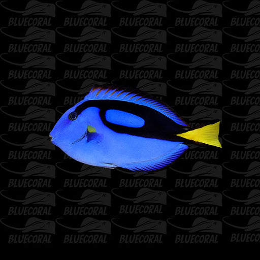 Blue Surgeonfish / Blue Tang - BlueCoraluae